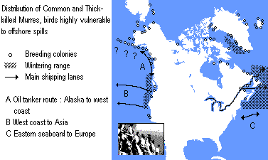 Distribution of Thick-billed Murres, birds highly vulnerable to oil spills