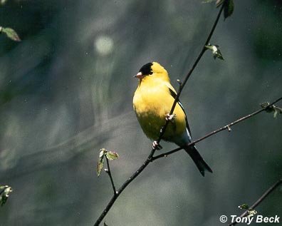 Le Chardonneret jaune