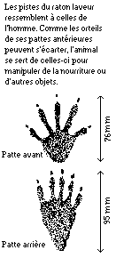 Pistes d'un raton laveur