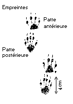 Traces de marmotte commune