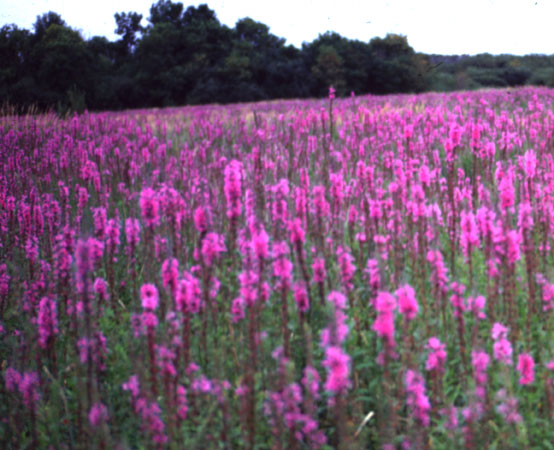 Purple Loosestrife