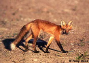 Le renard roux