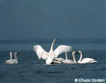 Le Cygne siffleur