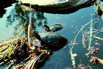 Tortues prenant un bain de soleil dans des terres humides