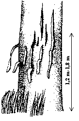 Black Bear Scratch Marks