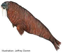 Atlantic Walrus