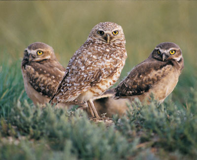 Burrowing Owl