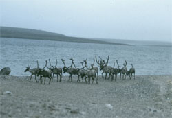 Barren-ground Caribou