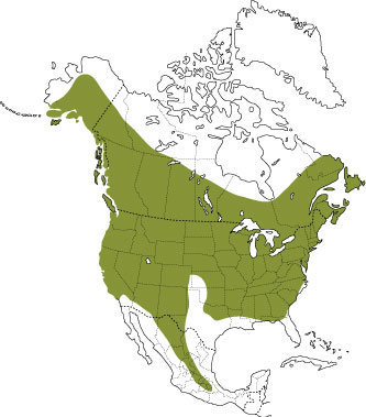 Répartition de la petite chauve-souris brune