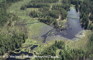 Beaver dams