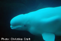 Beluga Whale