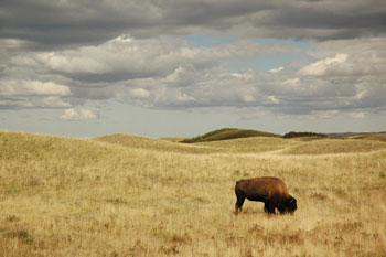 North American Bison