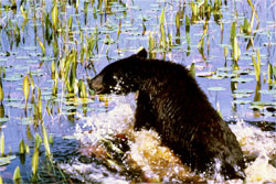 Black Bear in water