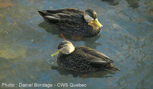 American Black Duck