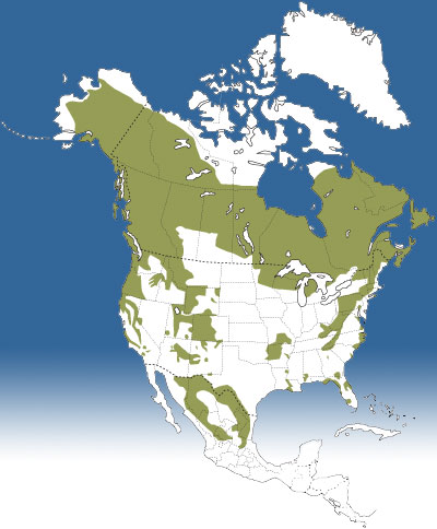 Range of Black Bear