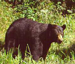 Black Bear