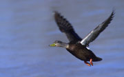 American Black Duck