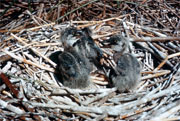 Ardea herodias