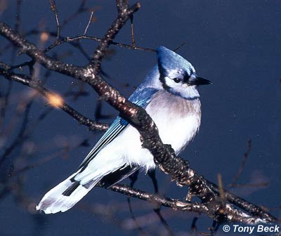 Blue Jay