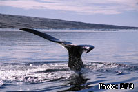 La baleine boréale