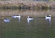 Bufflehead