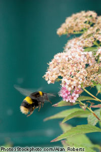 Bumble Bee and flowers