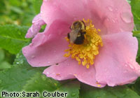 Bumble bee and flowers