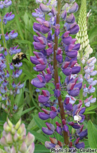 Bourdon et fleurs