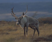 Woodland Caribou