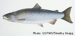 Coho Salmon