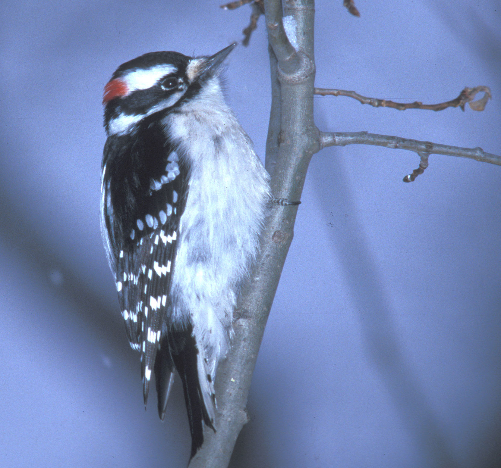 Downy Woodpecker