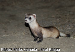 Black-footed ferret