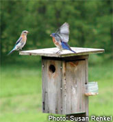 Eastern Bluebird