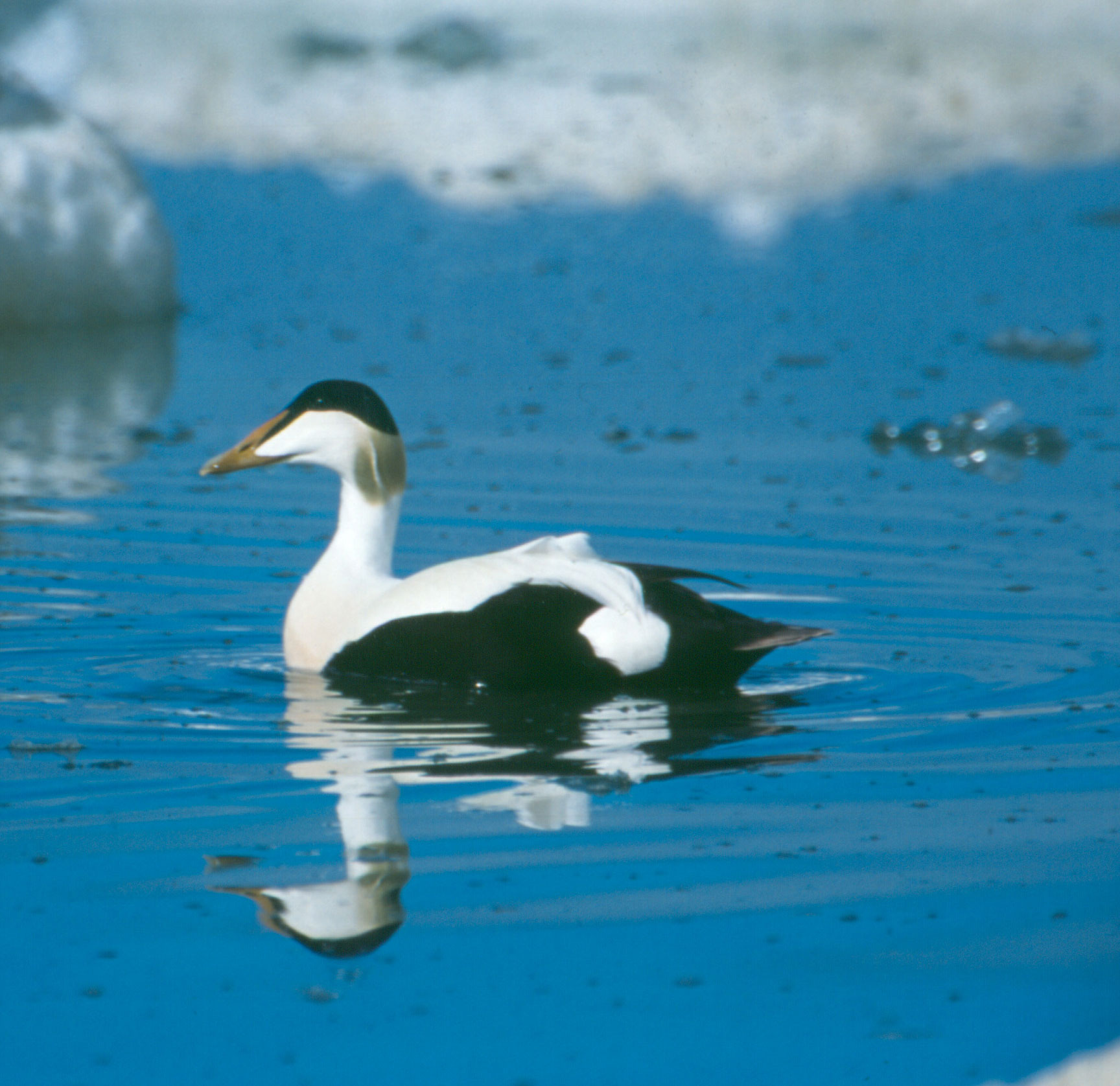 L’Eider à duvet