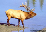 North American Elk