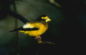 Evening Grosbeak