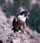 Peregrine Falcon