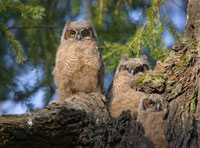 Great Horned Owls