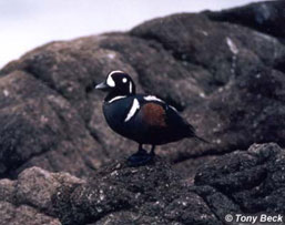 Harlequin Duck