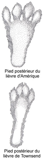 Comparaison des traces du lièvre d'Amérique et du lièvre de Townsend