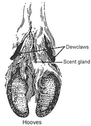 Base of caribou foot