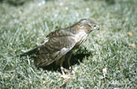 Sharp-shinned Hawk, Cooper's Hawk, and Northern Goshawk 