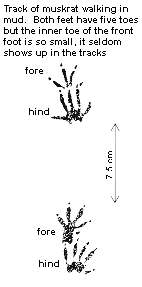 Muskrat Tracks