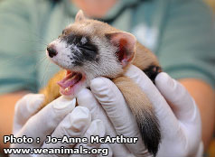 Black-footed Ferret