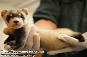 Black-footed Ferret