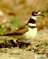 Killdeer