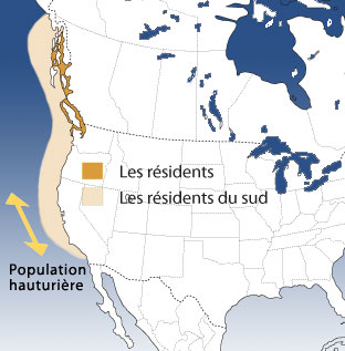 La répartition de l'épaulard