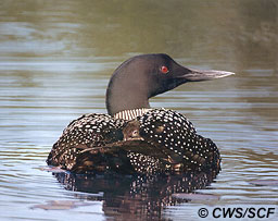 Loon