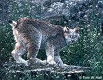 Canada Lynx