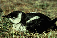 Le Guillemot marbré